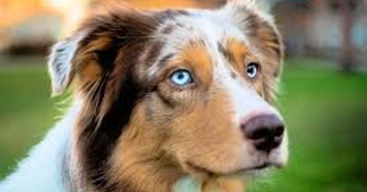 Собаки - Погранична Віра на we.ua