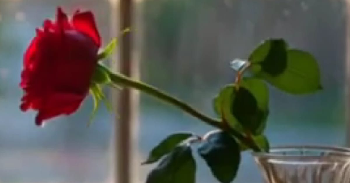 Квіти - Ірина Вірна on we.ua