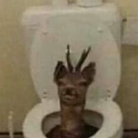 Liuti