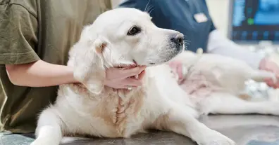 Картинка довгочиту