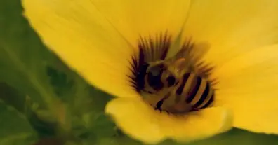 Картинка довгочиту