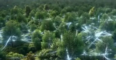 Картинка довгочиту