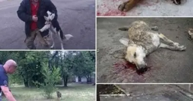 Картинка довгочиту