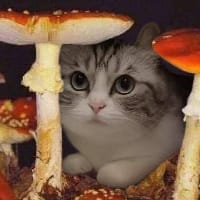 Дянило Тятива