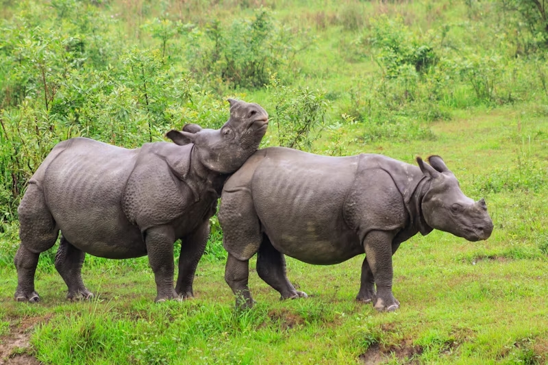 A Complete Blog on Kaziranga National Park - StayVista Journal