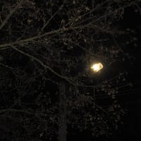 DARK FOREST