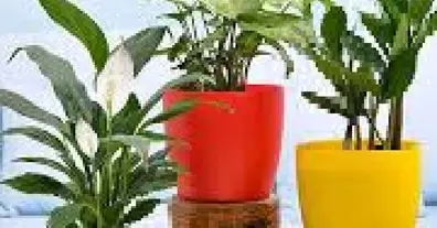 Картинка довгочиту