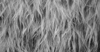 Картинка довгочиту