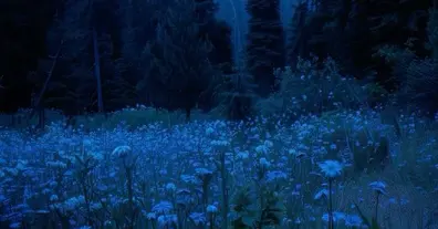 Картинка довгочиту