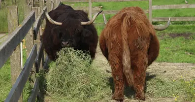 Картинка довгочиту