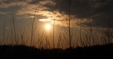 Картинка довгочиту