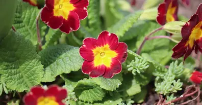 Картинка довгочиту