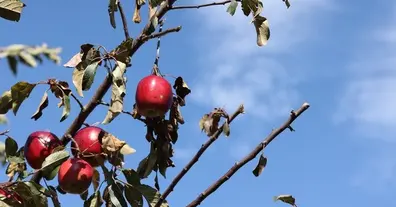 Картинка довгочиту