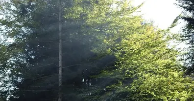 Картинка довгочиту