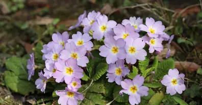 Картинка довгочиту