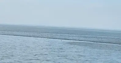 Картинка довгочиту