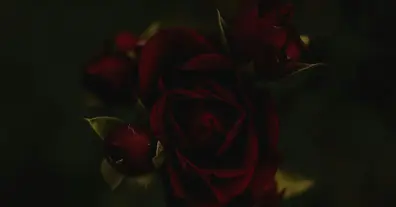 Картинка довгочиту