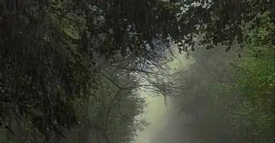 Картинка довгочиту