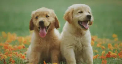 Картинка довгочиту