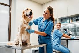Dog Doctor Lucknow - LaPeT India