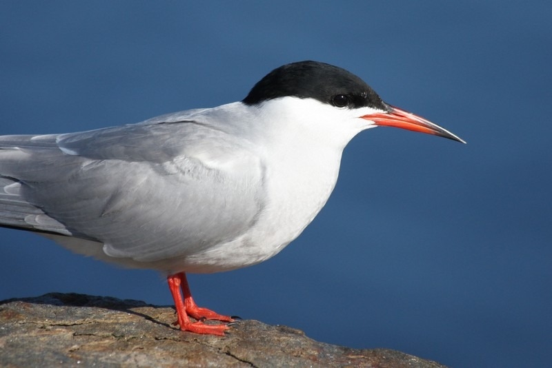 Крячка звичайна