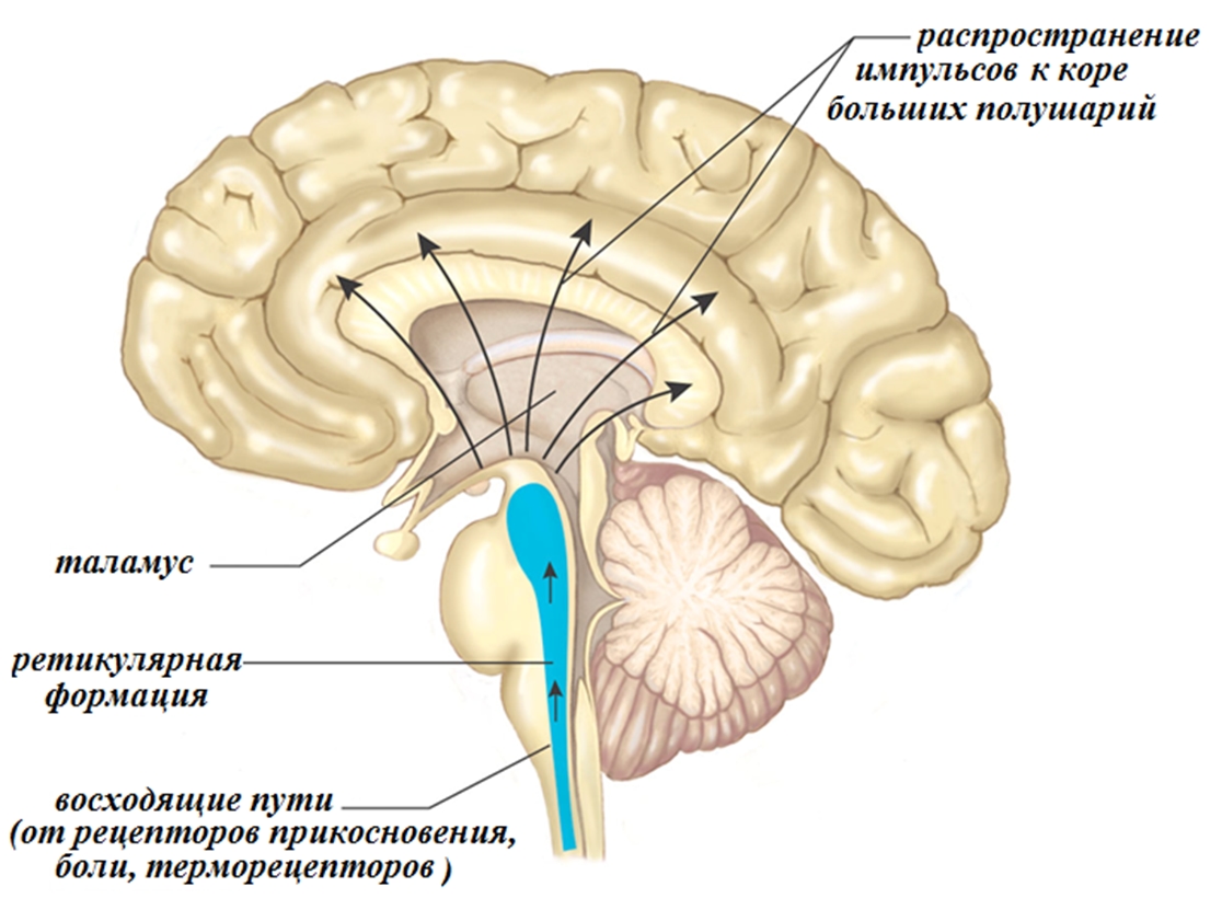 Рис.2  Таламус і ретикулярна формація, як нейрокорелянти свідомості