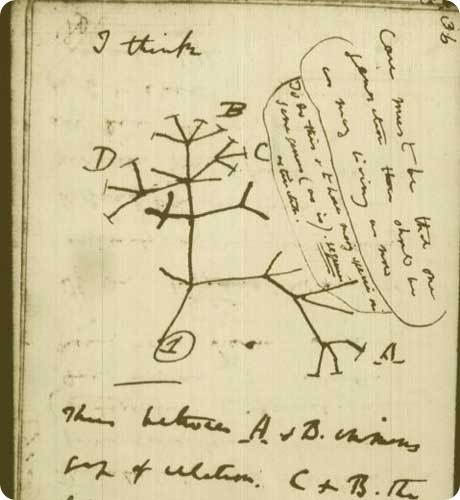 Дерево життя намальоване Ч. Дарвіном