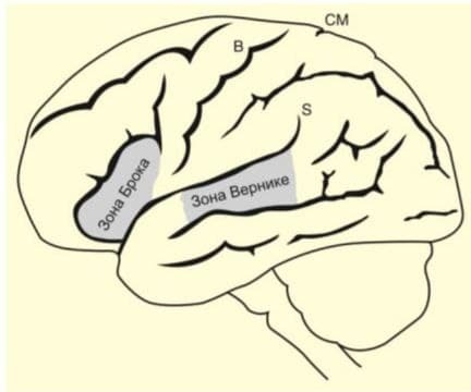 Малюнок мозку виконаний В. Джемсом