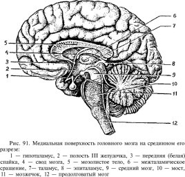 Рис.3 Медіальна сторона мозку. нейрокорелянт "інформаційної свідомості" відносно "внутрішнього" світу 
