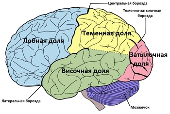 Рис.3 Лобна і тім'яна доля як нейрокорелянти "інформаційної свідомості" відносно зовнішнього світу 