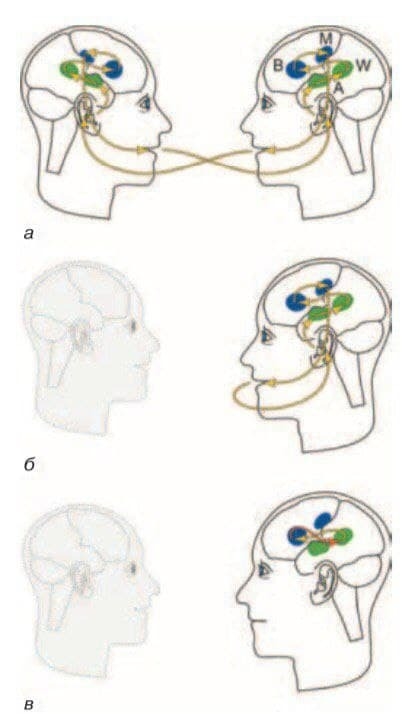 Активність різних зон мозку під час внутрішнього та зовнішнього мовлення