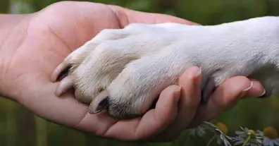 Картинка довгочиту