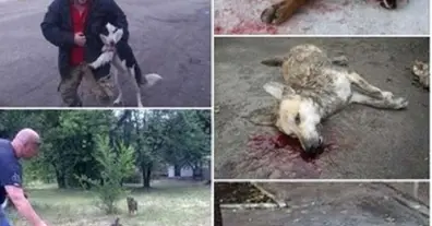 Картинка довгочиту