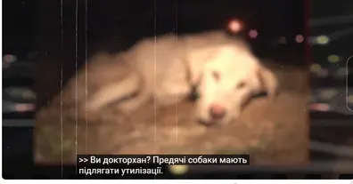 Картинка довгочиту