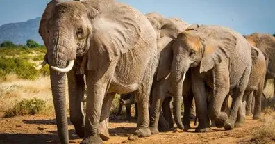 Картинка довгочиту