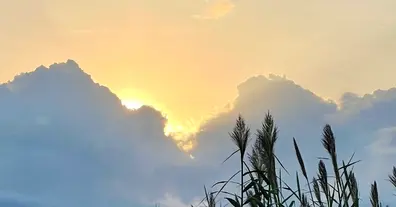 Картинка довгочиту