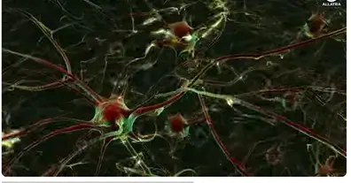 Картинка довгочиту