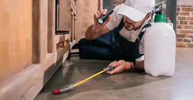 Картинка довгочиту