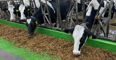 Картинка довгочиту