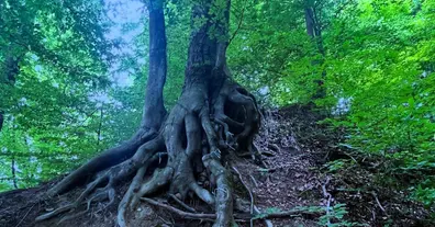 Картинка довгочиту