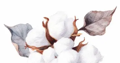 Картинка довгочиту