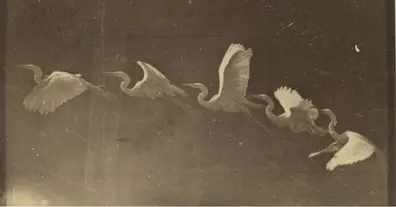 Картинка довгочиту