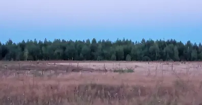 Картинка довгочиту