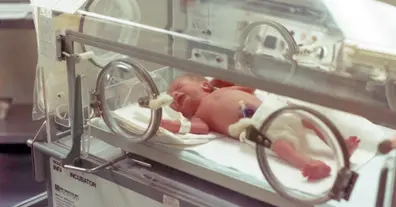 Картинка довгочиту