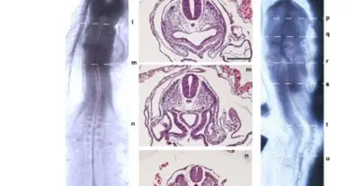 Картинка довгочиту