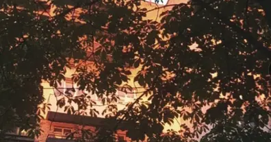 Картинка довгочиту