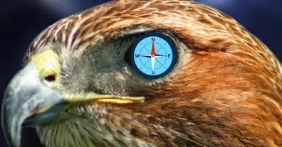 Картинка довгочиту