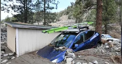 Картинка довгочиту