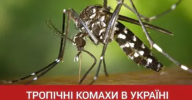 Картинка довгочиту