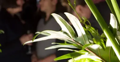 Картинка довгочиту